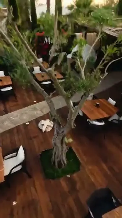A frame from the film: the Mariposa terrace from above at dusk, laid tables on dark decking around a mature olive tree.